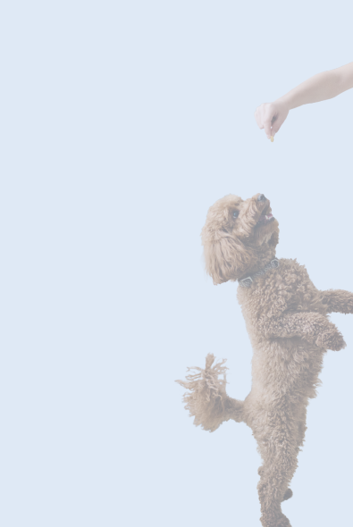 pet-mobv1-2.png